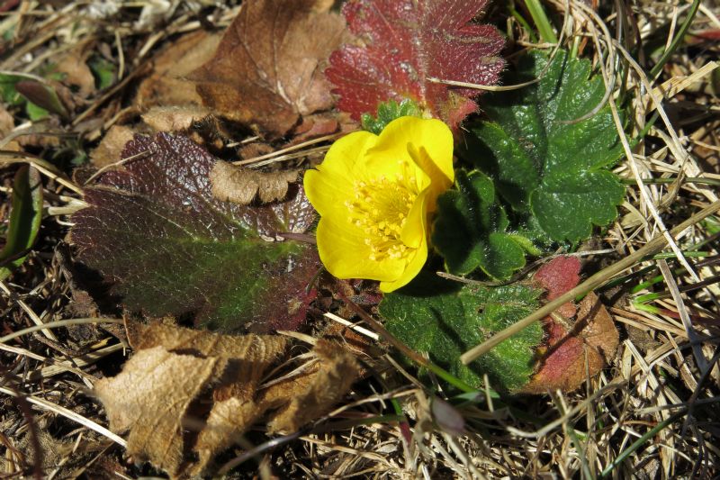 Geum montanum (Rosaceae)