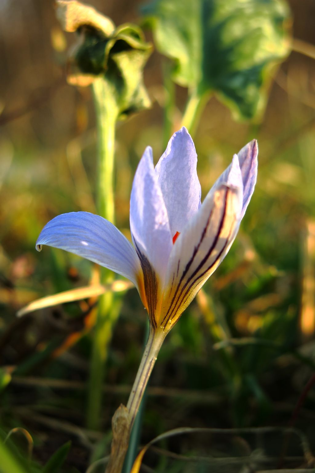 Crocus reticulatus / Zafferano triestino