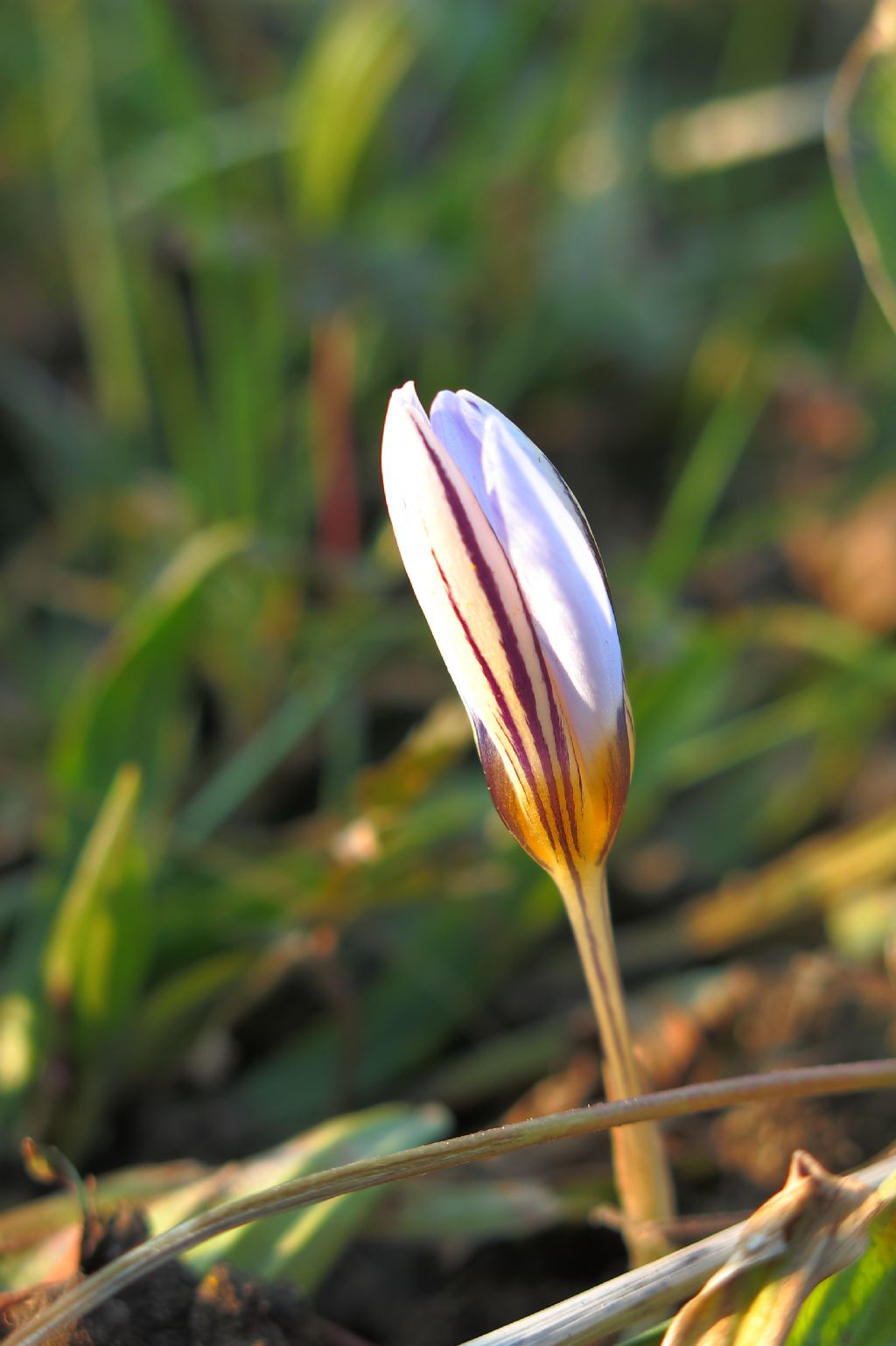 Crocus reticulatus / Zafferano triestino