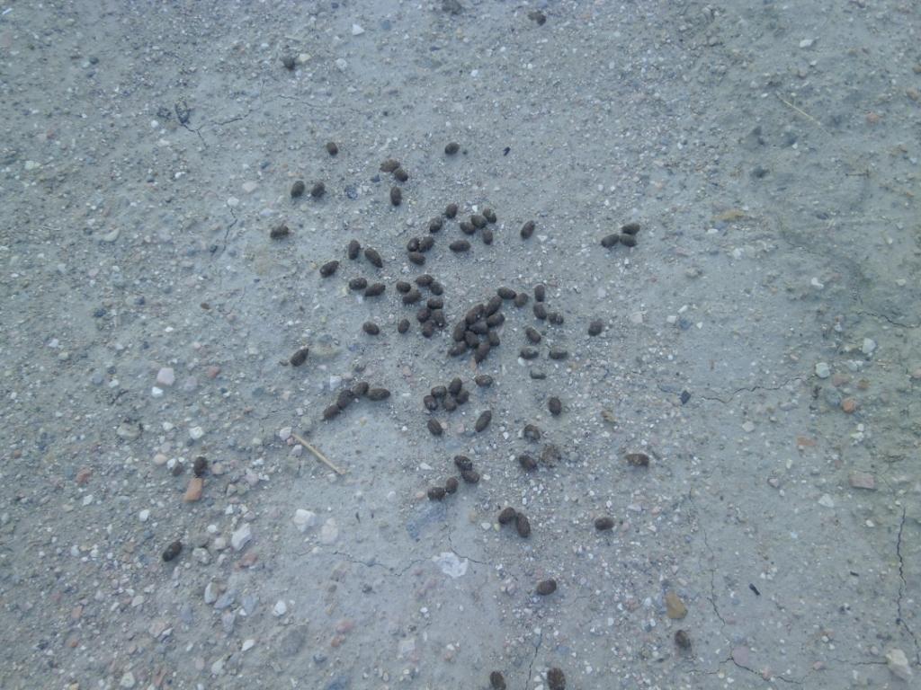 Di che tracce si tratta?