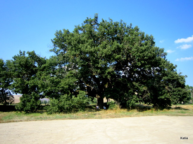 La quercia delle checche