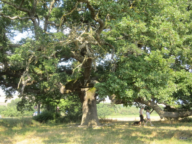 La quercia delle checche