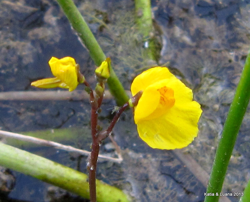 Utricularia australis / Erba vescica