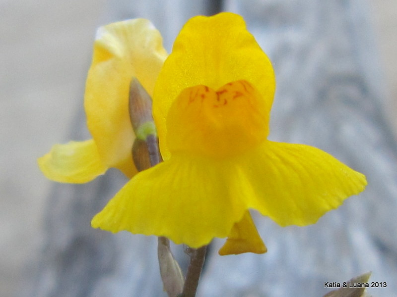 Utricularia australis / Erba vescica