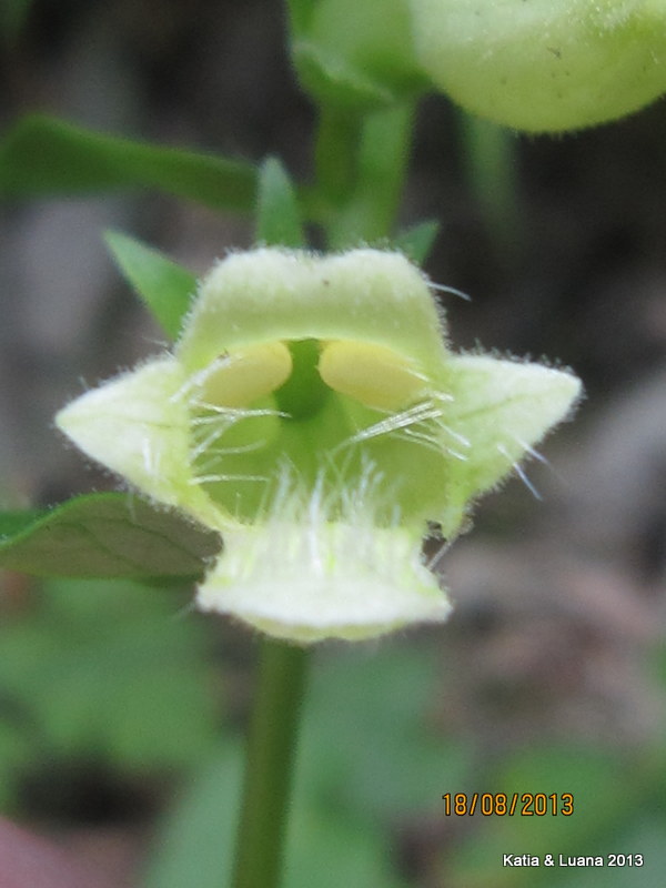 aiuto  id - Digitalis cfr. lutea