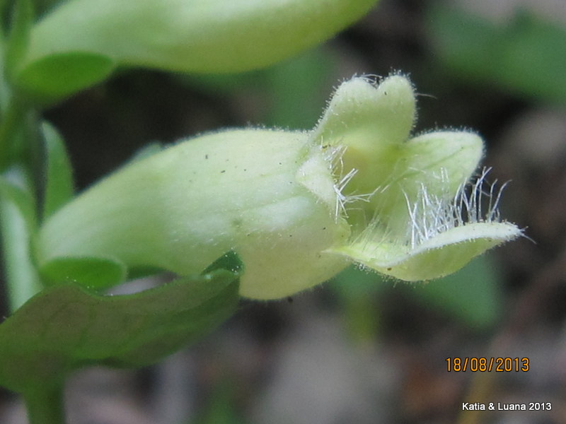 aiuto  id - Digitalis cfr. lutea