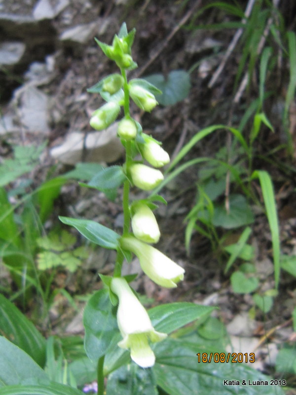 aiuto  id - Digitalis cfr. lutea