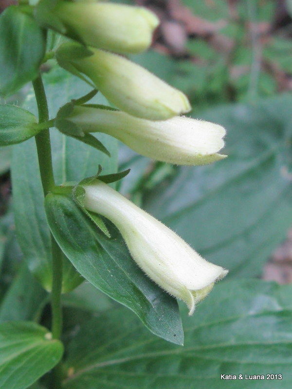 aiuto  id - Digitalis cfr. lutea