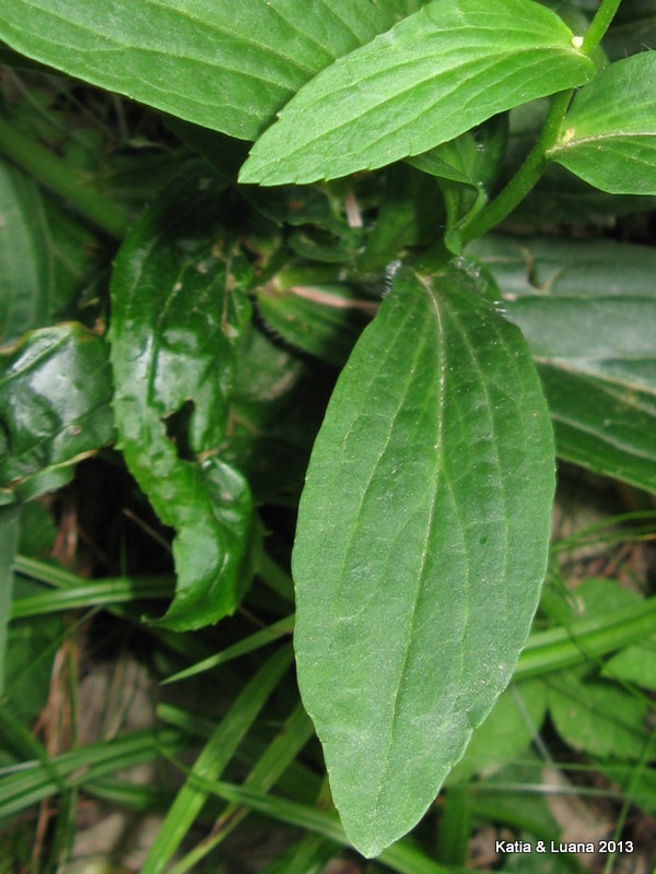 aiuto  id - Digitalis cfr. lutea