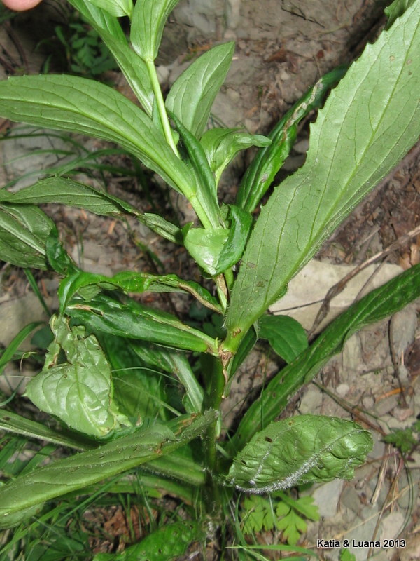 aiuto  id - Digitalis cfr. lutea