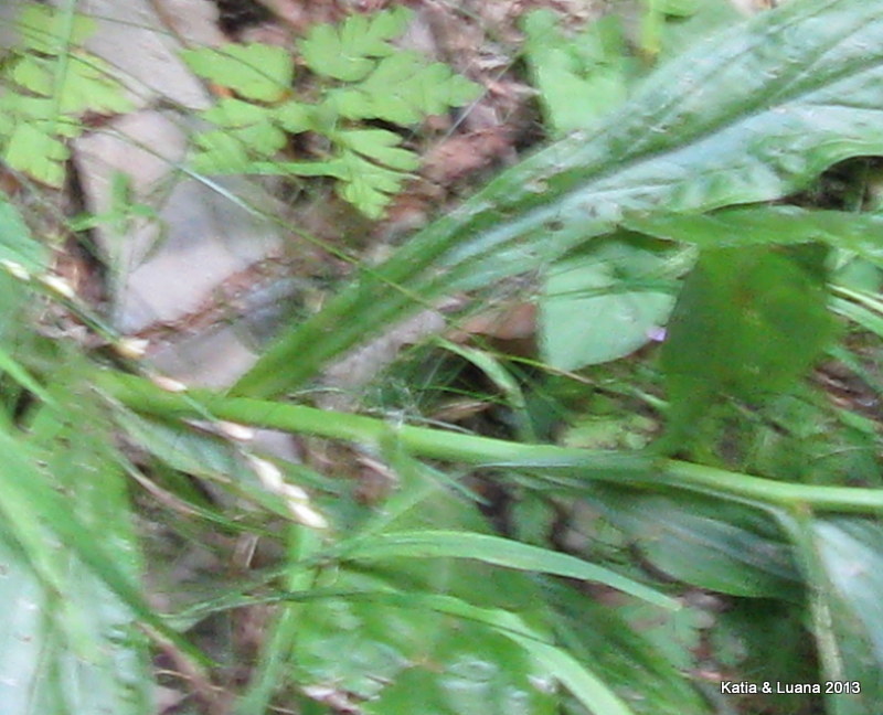 aiuto  id - Digitalis cfr. lutea