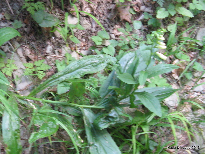 aiuto  id - Digitalis cfr. lutea