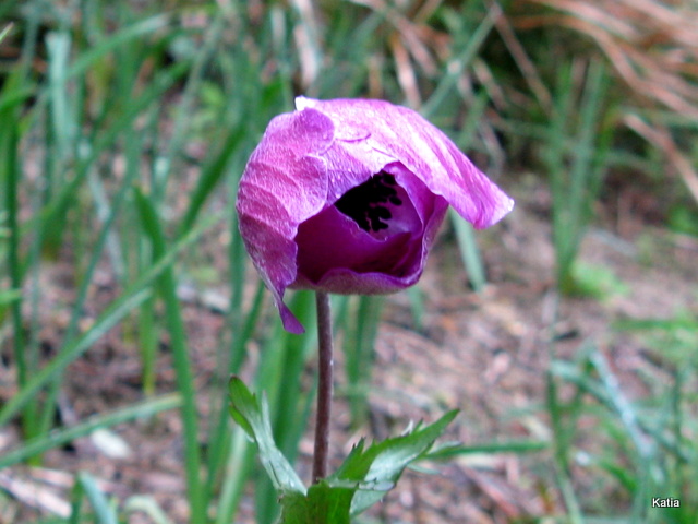 Anemone coronaria / Anemone dei fiorai