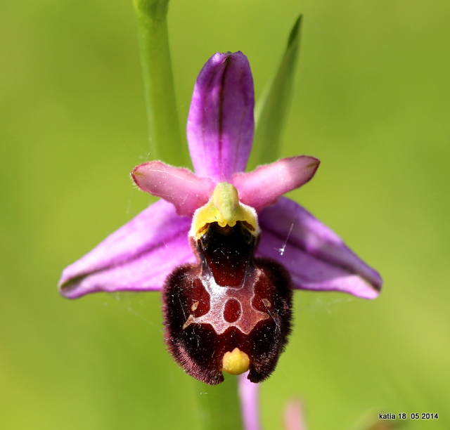 ibrido Ophrys appennina x O.romolinii