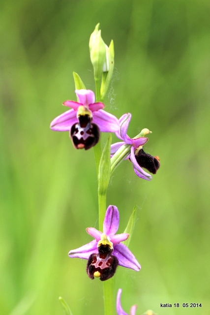 ibrido Ophrys appennina x O.romolinii