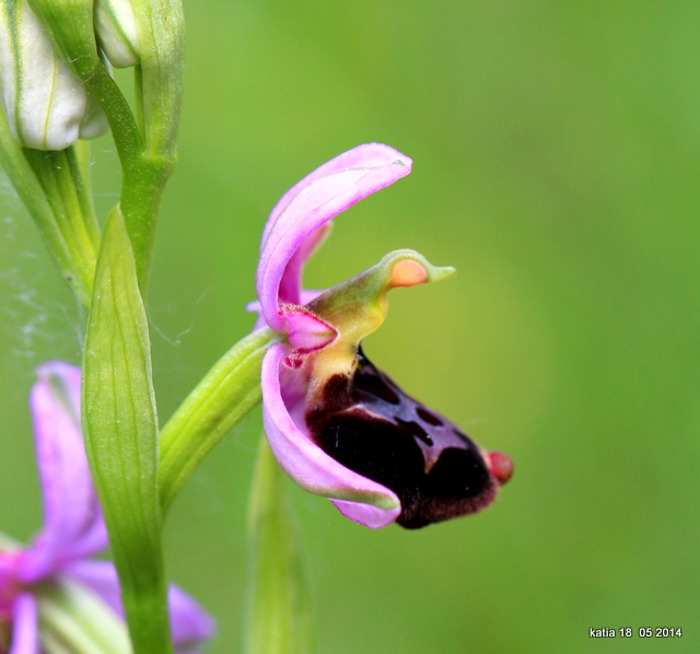 ibrido Ophrys appennina x O.romolinii