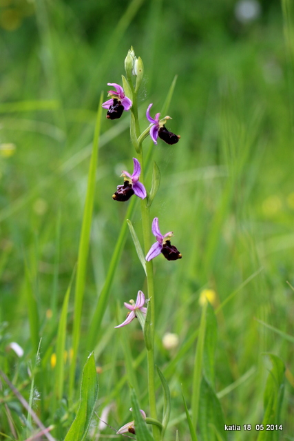 ibrido Ophrys appennina x O.romolinii