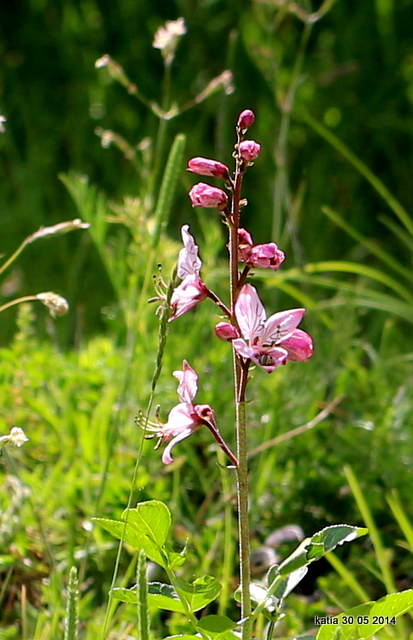 Dictamnus albus