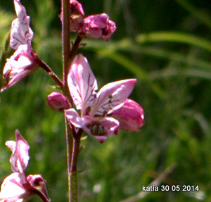 Dictamnus albus