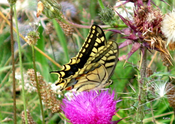 Papilio macaone