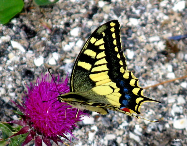 Papilio macaone