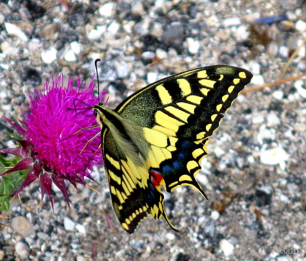 Papilio macaone