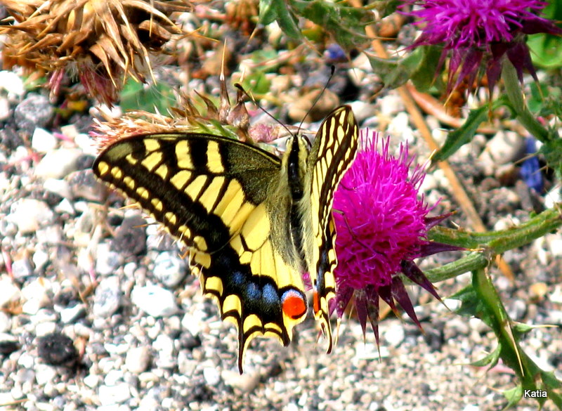 Papilio macaone