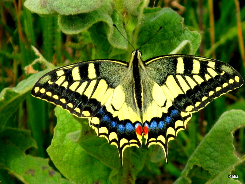 Papilio macaone