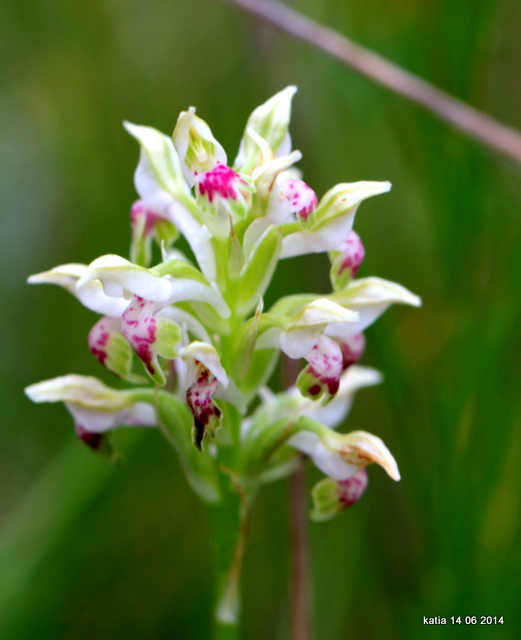 Anacamptis coriophora sub.fragrans