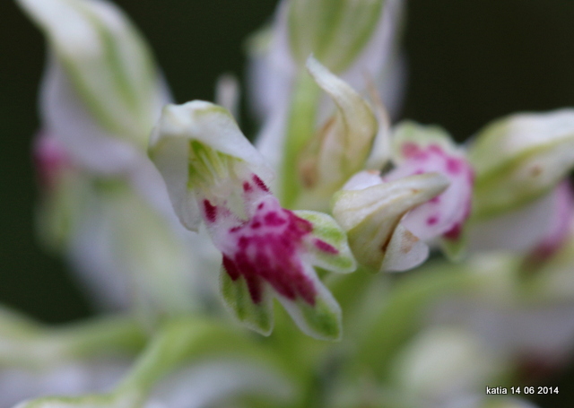 Anacamptis coriophora sub.fragrans