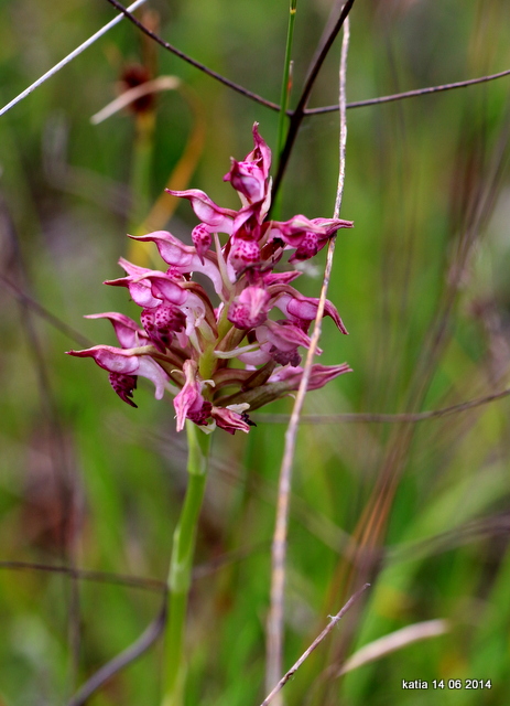 Anacamptis coriophora sub.fragrans