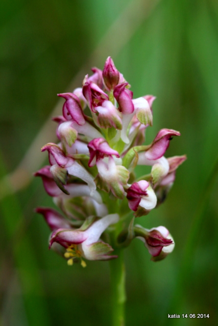 Anacamptis coriophora sub.fragrans