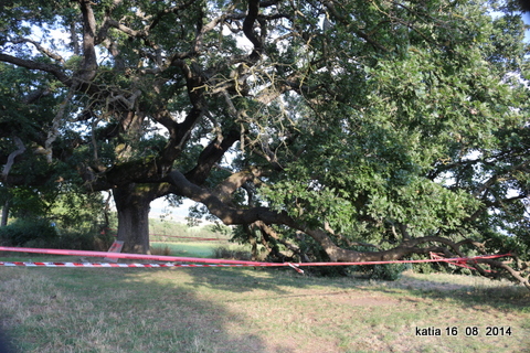 La quercia delle checche