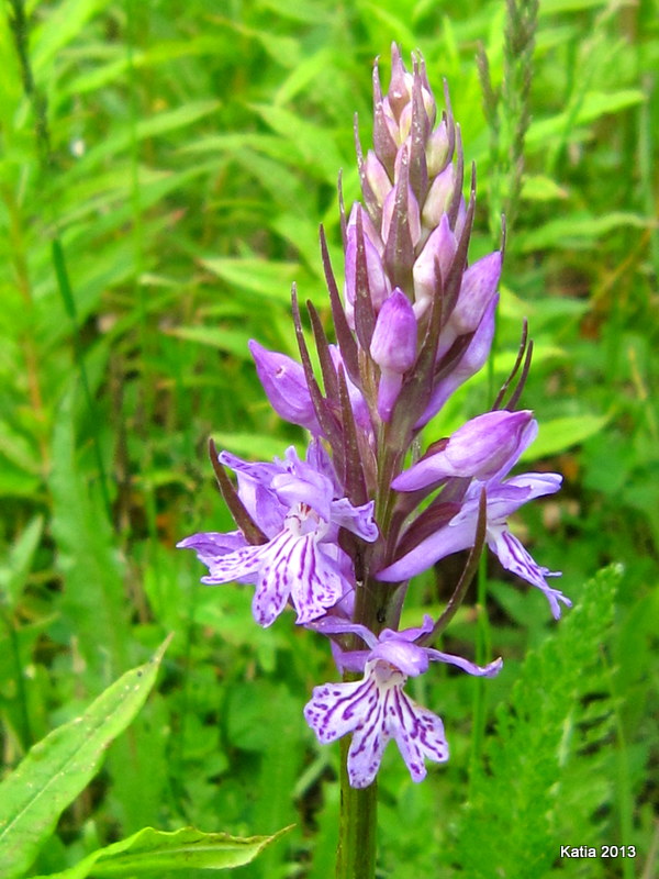 Escursione sul Monte Catria 1 - Orchidee