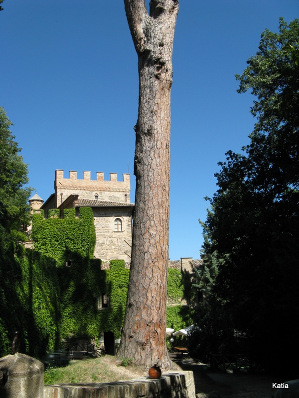 Pino secolare