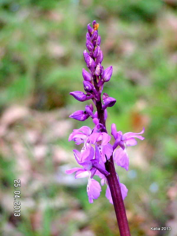 Orchis mascula..