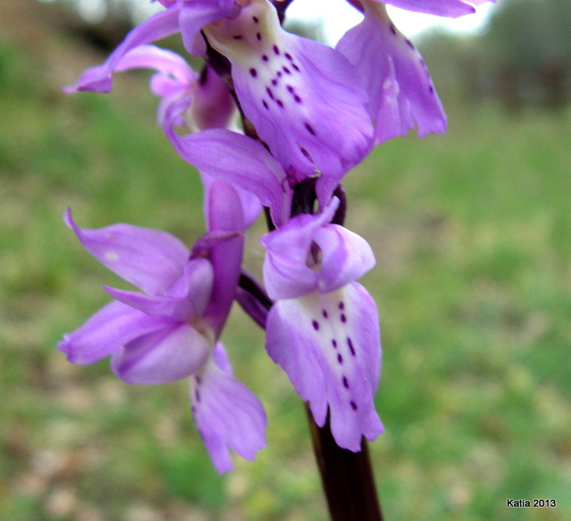 Orchis mascula..