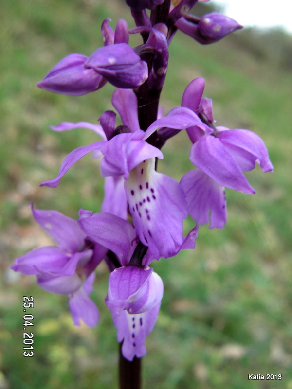 Orchis mascula..