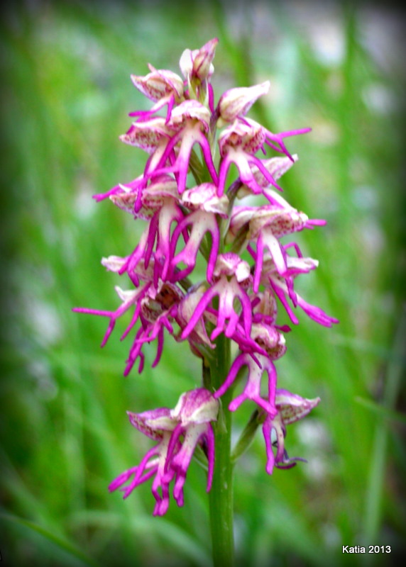 Orchis x bergonii