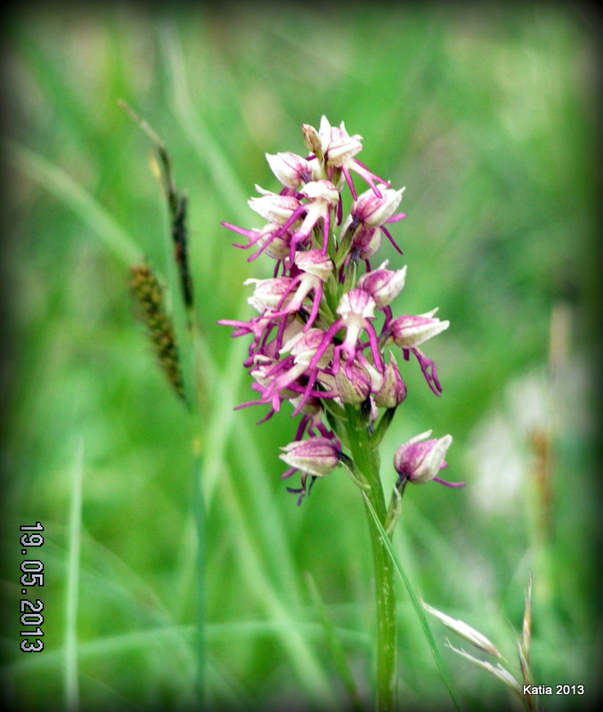Orchis x bergonii