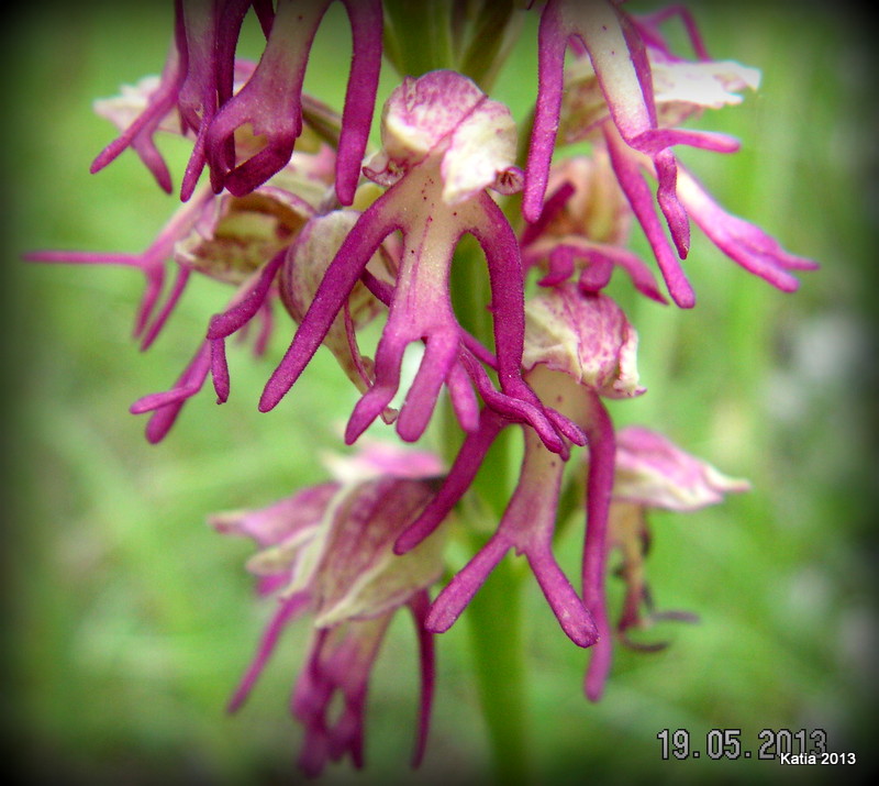 Orchis x bergonii
