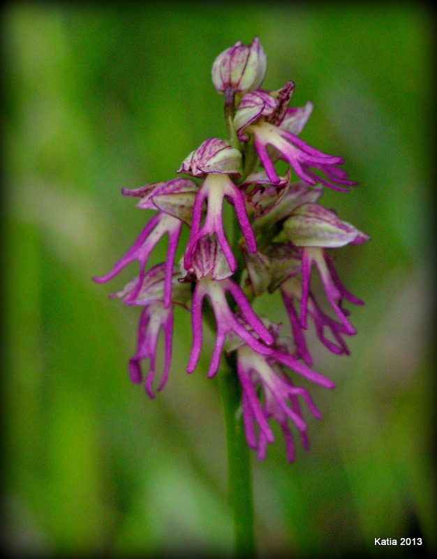 Orchis x bergonii