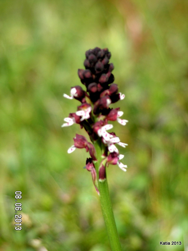 Escursione sul Monte Catria 1 - Orchidee