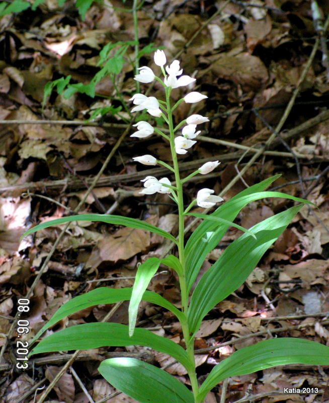 Escursione sul Monte Catria 1 - Orchidee