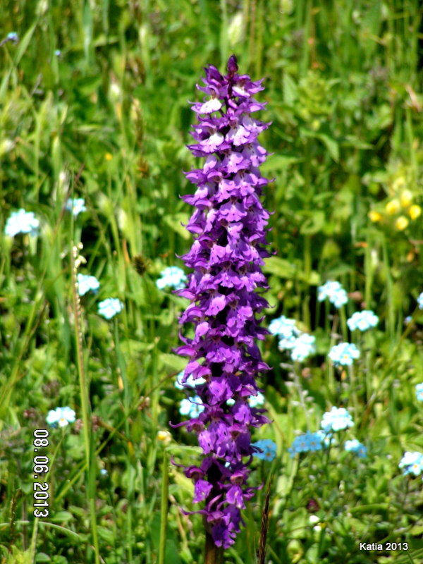 Escursione sul Monte Catria 1 - Orchidee