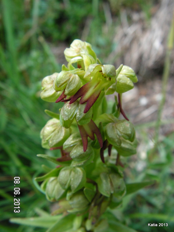 Escursione sul Monte Catria 1 - Orchidee