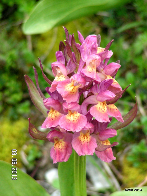 Escursione sul Monte Catria 1 - Orchidee