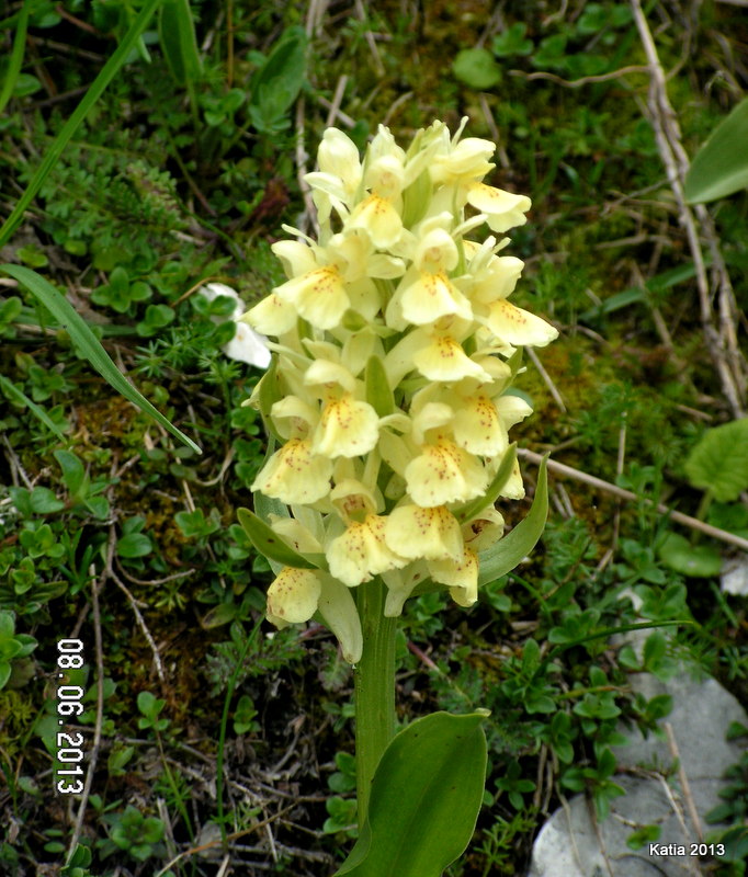 Escursione sul Monte Catria 1 - Orchidee