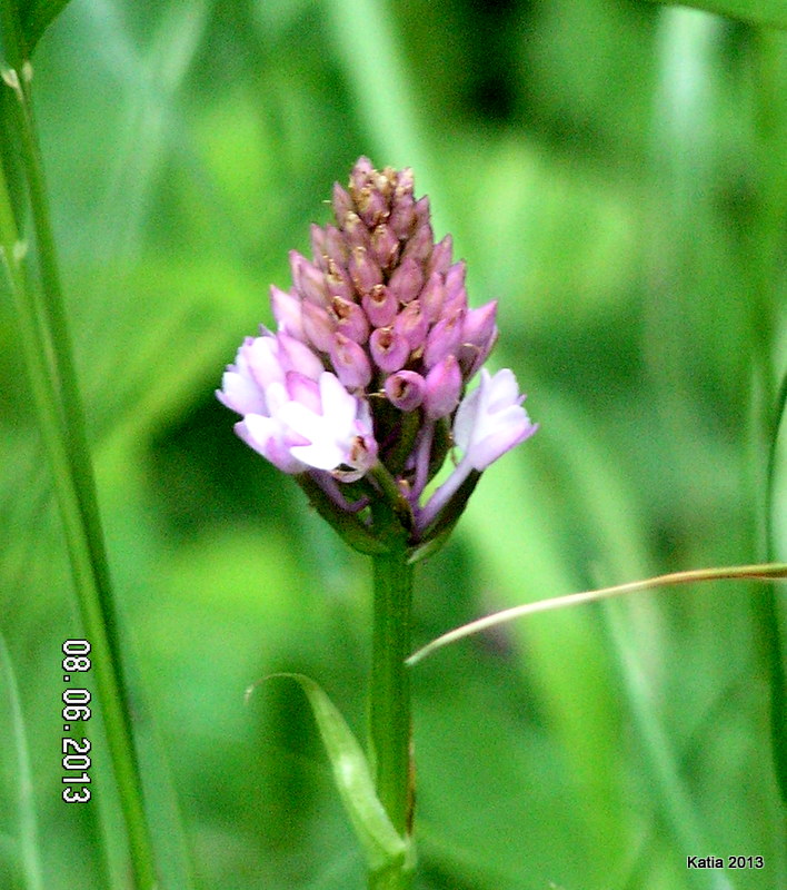 Escursione sul Monte Catria 1 - Orchidee