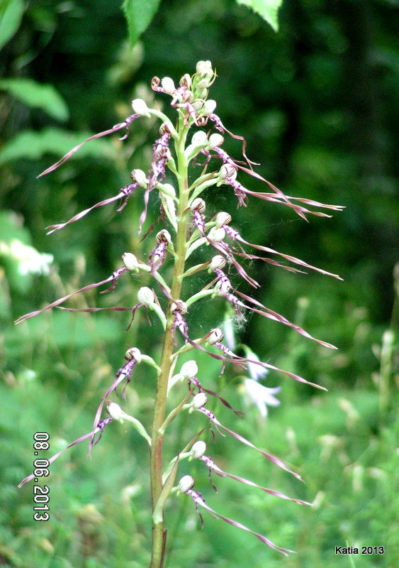 Escursione sul Monte Catria 1 - Orchidee